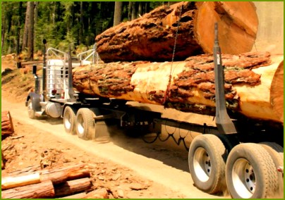 Timber in Ukraine